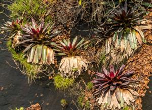 Alcantarea imperialis