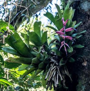 Billbergia sanderiana
