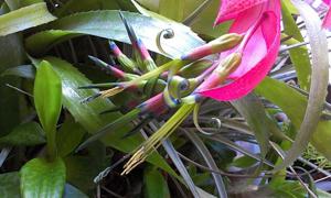 Billbergia nutans