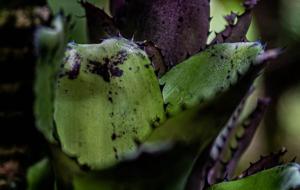 Billbergia sanderiana