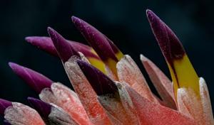 Billbergia euphemiae