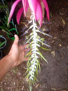Billbergia zebrina