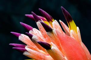 Billbergia euphemiae