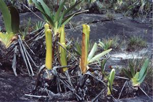 utils/thumbs/Bromeliaceae/Brocchinia_YACtK5kYznbShLxuooDD8i.jpg