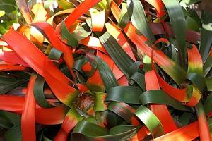 Guzmania sanguinea var. brevipedicellata