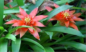 Guzmania lingulata