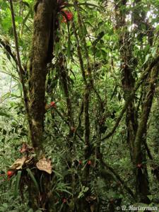 Guzmania conglomerata