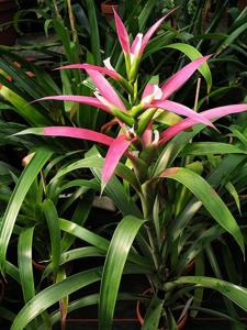 Guzmania wittmackii
