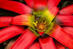 utils/thumbs/Bromeliaceae/Guzmania_muM6zkVNBJgAFVvGZn5yxp.jpg