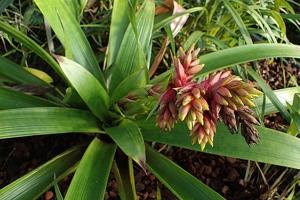 Guzmania rubrolutea