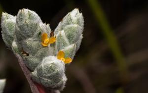 Hohenbergia correia-arauji