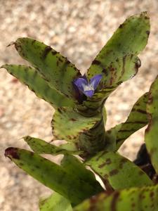 Neoregelia lilliputiana