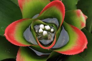 Nidularium innocentii