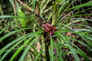 Nidularium purpureum