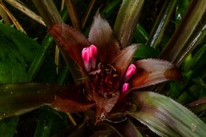 Nidularium purpureum