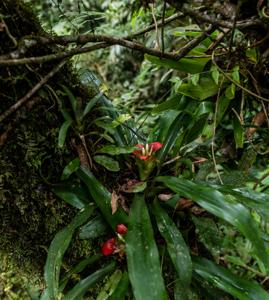 Nidularium longiflorum