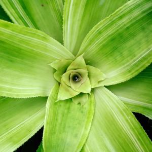 Nidularium innocentii