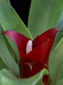 Nidularium longiflorum