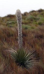 Puya clava-herculis