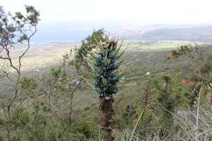 Puya alpestris