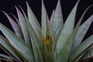 Stigmatodon croceanus