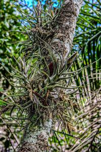 Tillandsia pruinosa