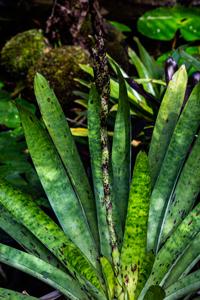 utils/thumbs/Bromeliaceae/Vriesea_7uuzQ9f44Br2yJYPmvuPDv.jpg
