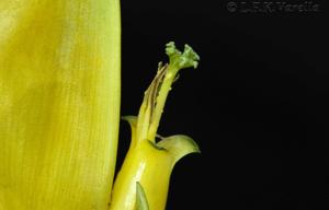 Vriesea incurvata