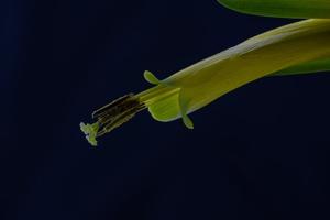 utils/thumbs/Bromeliaceae/Vriesea_a8psRwYXGuBTSmGACke5A4.jpg