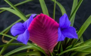 utils/thumbs/Bromeliaceae/Wallisia_hAtKcxHvH9577EYarcZ5L2.jpg