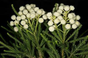 Berzelia lanuginosa