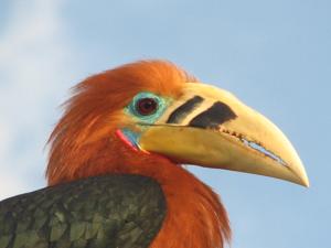 Aceros nipalensis
