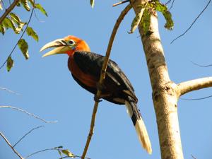 Aceros nipalensis