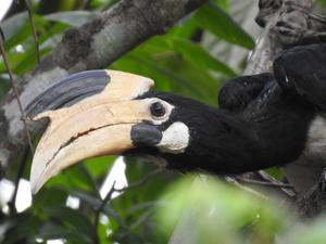 Anthracoceros coronatus