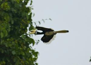 Anthracoceros albirostris