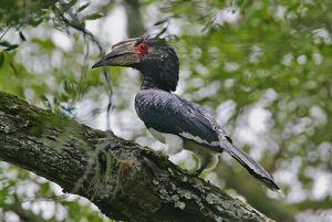 Bycanistes bucinator