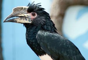 Bycanistes bucinator