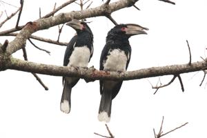 Bycanistes bucinator