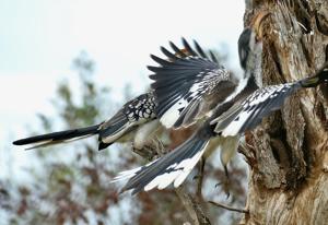 Tockus leucomelas