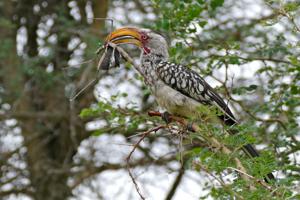 Tockus leucomelas
