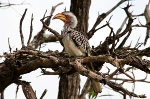 Tockus leucomelas
