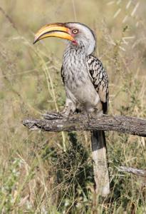 Tockus leucomelas
