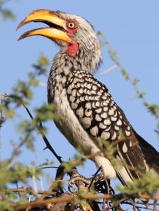 Tockus leucomelas