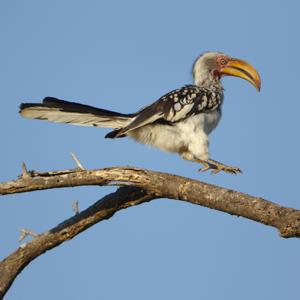 Tockus leucomelas