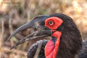 Bucorvus leadbeateri
