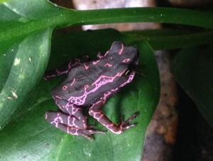 utils/thumbs/Bufonidae/Atelopus_Lfe7N86Lj6VTHjVFsvhQoJ.jpg