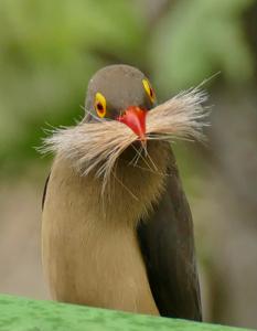 Buphagus erythrorynchus