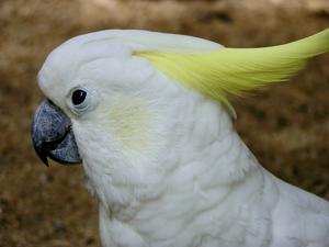 Cacatua sulphurea
