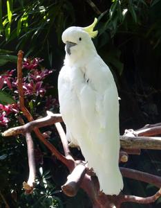 Cacatua galerita galerita