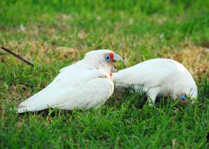 Cacatua tenuirostris